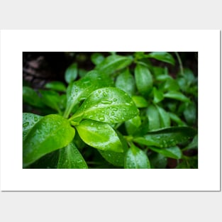 Green Leaves Droplet Photo Posters and Art